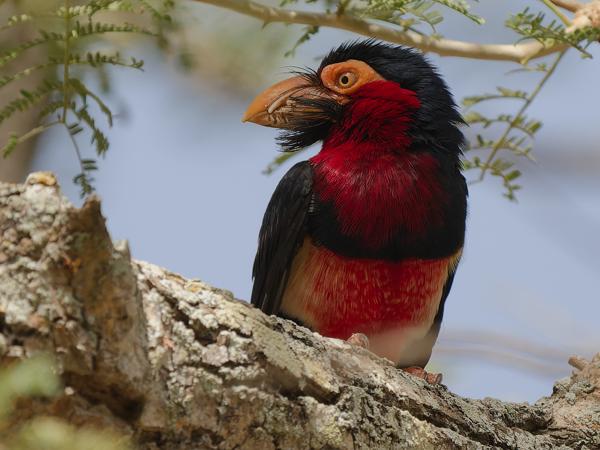 <h3><a href="/trips/gambia/biota/animalia/chordata/aves/039 piciformes/007 lybiidae/lybius dubius/lybius dubius-nl.html">Lybius&nbsp;dubius</a> / Bearded&nbsp;barbet / Zwartbandbaardvogel</h3>OM-1 Mark II met OLYMPUS M.150-400mm F4.5, 1/2000 sec  bij F4.5, ISO 1000, afstand 12.0&nbsp;m